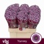 product/img.floraplaza.nl/133131-55-LIVE_fotos-0xCB86D7399FCE33365371024AA617FD8C1739A989.jpg