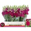 product/img.floraplaza.nl/133290-80-LIVE_fotos-0xD1450ECA7474CFDE4ACDF552613F3E0FDFC3A359.jpg