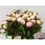 product/img.floraplaza.nl/13335-45-LIVE_fotos-0x573EF48D4D5E44CDFF4EC08D733F736BC59390D2.jpg