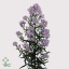 product/img.floraplaza.nl/13340-70-ART_Fotos-VBN-vbn13340.jpg