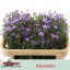 product/img.floraplaza.nl/13340-70-LIVE_fotos-0x30C87C3E11CBF90B582F4F26F863B0EB6BB21544.jpg
