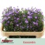 product/img.floraplaza.nl/13340-70-LIVE_fotos-0xB64D230EEF5612DDB45ACF44300DB1481F2DD5FA.jpg