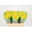 product/img.floraplaza.nl/133535-55-LIVE_fotos-0x2DF3CB50DC7AFBAF4AE31F518D19A8B7FAC51CC4.jpg