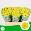 product/img.floraplaza.nl/133535-55-LIVE_fotos-0x96F722ABB0A58BFB5B38DEDA54A7D73D47490894.jpg