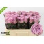 product/img.floraplaza.nl/133596-50-LIVE_fotos-0xF337EEC1C3CB10EC320EC2B70DD17458EB66B6FB.jpg
