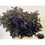 product/img.floraplaza.nl/13575-60-LIVE_fotos-0xA81443ECAD9E66E52E995ACCAE8FFDF4AE2BAF92.jpg