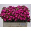product/img.floraplaza.nl/13582-50-LIVE_fotos-0x31AAE5A1AD46DBE940B336B54F3DC8CDF8FFBF65.jpg