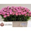product/img.floraplaza.nl/13582-50-LIVE_fotos-0x9E789DCA5D1A3157BD9C342CAF81BAC935013020.jpg