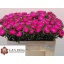 product/img.floraplaza.nl/13582-50-LIVE_fotos-0xCAFEB12408D89AE1389CFE6C37296D67768EAFAB.jpg