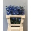 product/img.floraplaza.nl/13605-60-LIVE_fotos-0xEF1D92E6D68F3CE13C81558A4BEE3D165B592979.jpg