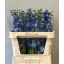product/img.floraplaza.nl/13605-80-LIVE_fotos-0x34CC7FC4D6CBB79BE2065311AD12B1EC6E99C453.jpg