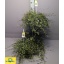 product/img.floraplaza.nl/13646-22-LIVE_fotos-0xE0DF8EE9DCA79AB7074B81ECE959A8EFF4BBB8B8.jpg