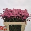 product/img.floraplaza.nl/13674-55-LIVE_fotos-0xD16AD4CA49C06BB9BC3FE69BCC739B727324E9D1.jpg