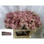 product/img.floraplaza.nl/13674-55-LIVE_fotos-0xE953E0B3305AD19B429497EC469CB3EEB4CCC5AB.jpg