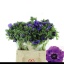 product/img.floraplaza.nl/13747-40-LIVE_fotos-0xEAD252DCAD94EEC5F81B120F3D7215FD42D7D37A.jpg product/img.floraplaza.nl/13747-40-LIVE_fotos-0xEAD252DCAD94EEC5F81B120F3D7215FD42D7D37A.jpg