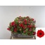 product/img.floraplaza.nl/13748-40-LIVE_fotos-0x6F2C021414767260A4BD7675E3B7F79A84F7DF84.jpg