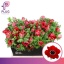product/img.floraplaza.nl/13748-40-LIVE_fotos-0xA3C19518F2DBED2AB5E5A19702F76338E2D03456.jpg