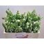 product/img.floraplaza.nl/13757-50-LIVE_fotos-0xDB4D4B9DBB814E65E495C4E0F42212DB6390DBDE.jpg