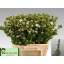 product/img.floraplaza.nl/13757-65-LIVE_fotos-0x9785B93D9A2DA6BE893A9734138E12A8D66DD4C6.jpg