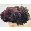 product/img.floraplaza.nl/1383-55-LIVE_fotos-0xE2AD625BD325BF28071F2AF610A23BA6A5343AFF.jpg