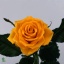 product/img.floraplaza.nl/13972-40U-ART_fotos-VBN-vbn13972.jpg