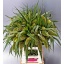 product/img.floraplaza.nl/13985-75-LIVE_fotos-0xF952288AC43B04D83C85C299B6A420B0B40556CB.jpg
