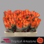 product/img.floraplaza.nl/13990-50-AFRI-LIVE_fotos-0x3188D15A4EC6415BADA0F018A248A53166667DA2.jpg