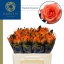 product/img.floraplaza.nl/13990-50-AFRI-LIVE_fotos-0x6BF8D6F33D4E86C278A89A15BD173FA9A6C86D4F.jpg