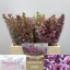 product/img.floraplaza.nl/14102-40-LIVE_fotos-0x3CEF764FB7BD60324C339F141C48D563CE247316.jpg