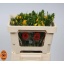product/img.floraplaza.nl/14167-45-LIVE_fotos-0xFC95C3285A53302BF4E9BE23B9626E04BE7FB3CD.jpg