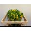 product/img.floraplaza.nl/14167-50-LIVE_fotos-0x77A0BC26484E40DEDDE24FC8A0ED12CA545F77A0.jpg