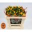 product/img.floraplaza.nl/14167-50-LIVE_fotos-0xFA0B6DBC9ED3AB629B4B7D69F8C58C85E897D898.jpg
