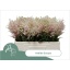 product/img.floraplaza.nl/1427-55-LIVE_fotos-0xC2BD7E8FFAC51B15D5B9E2896414B6699CB7C8EF.jpg