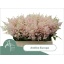 product/img.floraplaza.nl/1427-55-LIVE_fotos-0xF6039F06724E7454208D7CFF3DAA4233290B8A4E.jpg