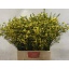 product/img.floraplaza.nl/14319-70-LIVE_fotos-0xB7DC3FF16B8CF5B4B255D9C0EA81DA5204FD9171.jpg