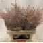product/img.floraplaza.nl/14319-80-LIVE_fotos-0xF86C11F396F7FD6A0C4828F32B3097A3322F54FE.jpg