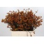 product/img.floraplaza.nl/14395-60-LIVE_fotos-0xD4B834D2CF61F301B6C3A5677146A119DA339B07.jpg product/img.floraplaza.nl/14395-60-LIVE_fotos-0xD4B834D2CF61F301B6C3A5677146A119DA339B07.jpg