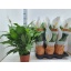 product/img.floraplaza.nl/14435-17-LIVE_fotos-0xCE3486786F035A212F8CCFA841FCFF2688D1114A.jpg