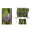product/img.floraplaza.nl/14459-60-LIVE_fotos-0x4FC1D081DBB1ED521CF073213542D2297B15B5D1.jpg