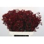 product/img.floraplaza.nl/14508-80-LIVE_fotos-0x45C5DBD48AE3A030509C01FF6A54D1DC1682E94E.jpg