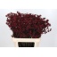 product/img.floraplaza.nl/14508-80-LIVE_fotos-0xB7E9C423F524FB81D45A20CAF4ADD0D7B8FA31F7.jpg