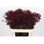 product/img.floraplaza.nl/14508-80-LIVE_fotos-0xB829D9B8B698CDF291C864B345710A0D634B7925.jpg