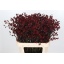 product/img.floraplaza.nl/14508-80-LIVE_fotos-0xE294FBCFC479FA24EAC778E509020E306DF94104.jpg