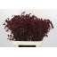 product/img.floraplaza.nl/14508-80-LIVE_fotos-0xF4BC3FF57F7D02D27557B0971E8F25C4BF93F800.jpg