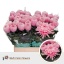 product/img.floraplaza.nl/14554-70-LIVE_fotos-0x222BCB76F61C13AD9E7AC15A3EB7F55A88251CB2.jpg