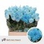product/img.floraplaza.nl/14554-70-LIVE_fotos-0xA1FE825ABBCAE2D20072947EB1AE9B996AEBA311.jpg
