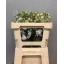 product/img.floraplaza.nl/14603-50-LIVE_fotos-0xCBE928B7541FDF6118C17FD1133967F438D51FFC.jpg