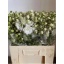 product/img.floraplaza.nl/14603-60-LIVE_fotos-0xD1833D8ACB84EE7AB3BF2F0B36A6152F561796B6.jpg