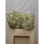 product/img.floraplaza.nl/14603-60-LIVE_fotos-0xE2890C8DAA8003896F9C902C6D352458E0753A19.jpg