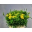 product/img.floraplaza.nl/14646-60-LIVE_fotos-0x1040A602457E734FD9738A2D5D1D9B09CFEE1469.jpg